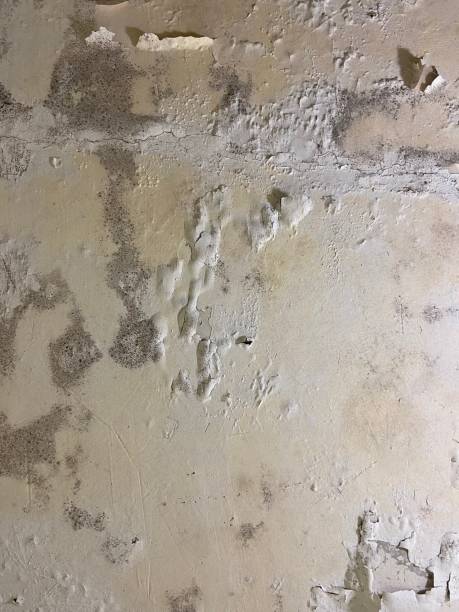 Best Attic Mold Removal  in Wilder, KY