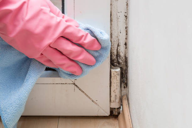 Home Mold Removal in Wilder, KY