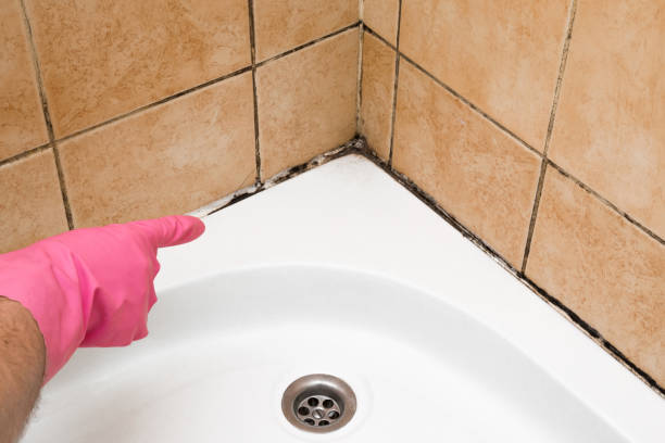 Best Residential Mold Removal  in Wilder, KY
